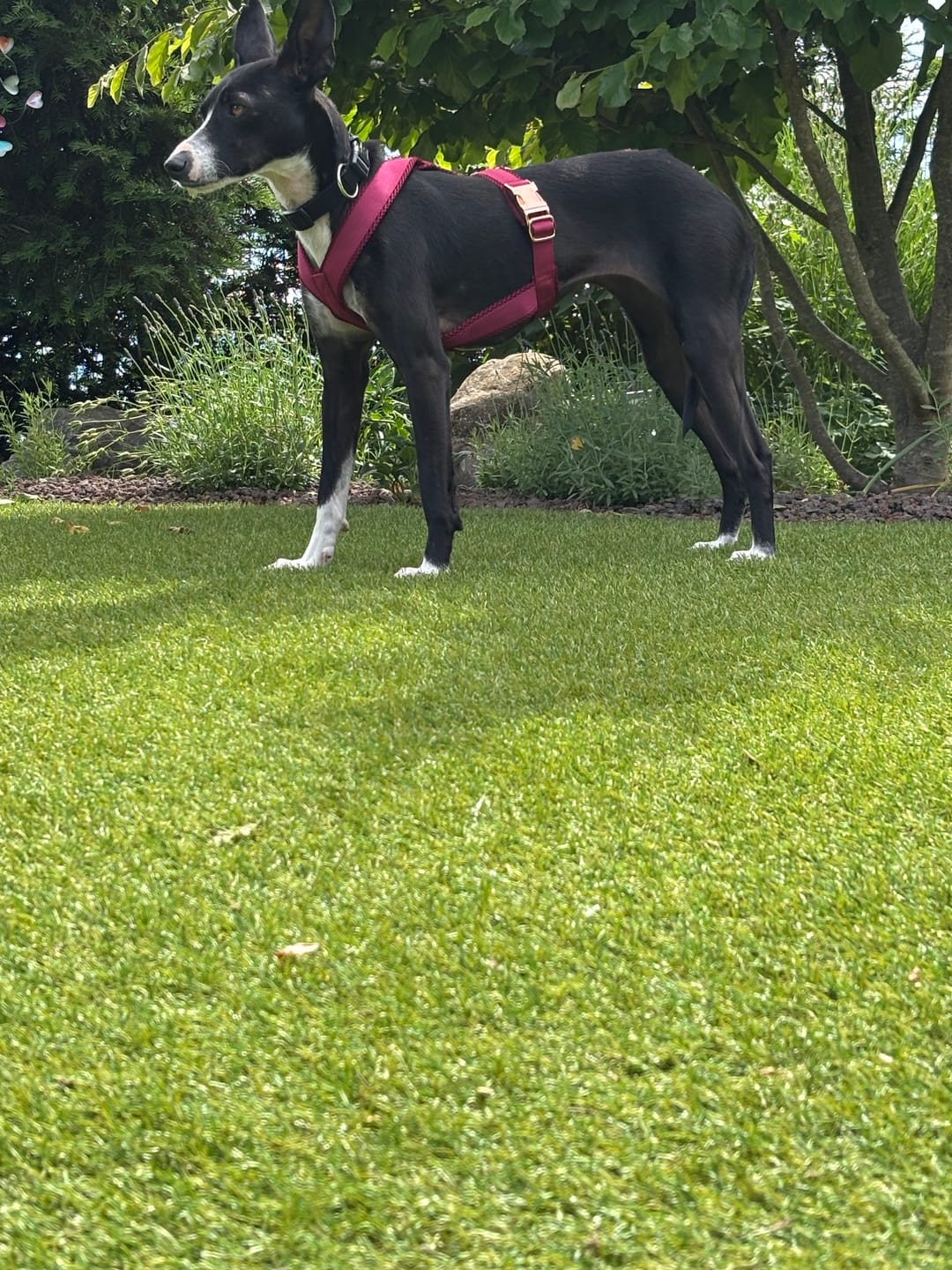Customer photo review of Windhundgeschirr PRO "Bordeaux"