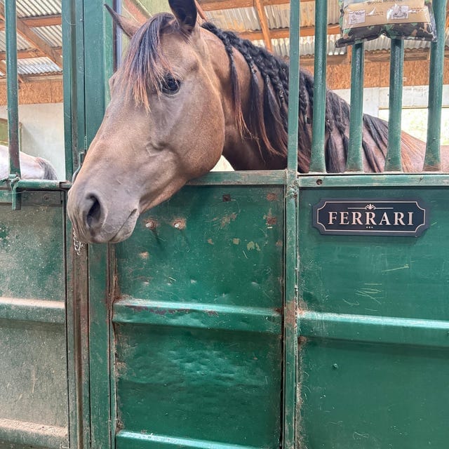 Customer photo review of The Marquee, Gold on Black — Personalized Horse Stall Name Plate
