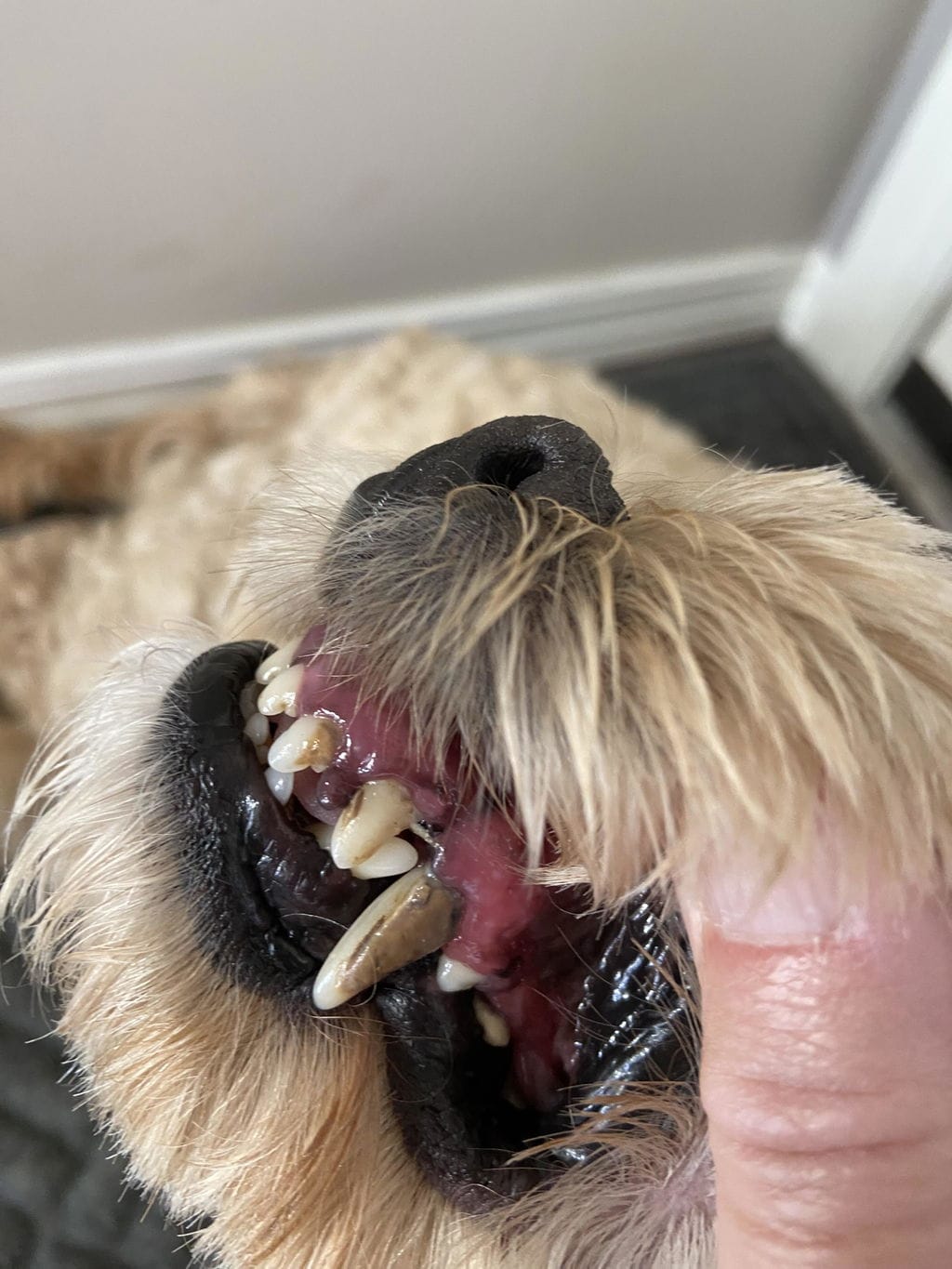 Customer photo review of PearlyPup™ Anti-Tartar Dental Spray for Dogs