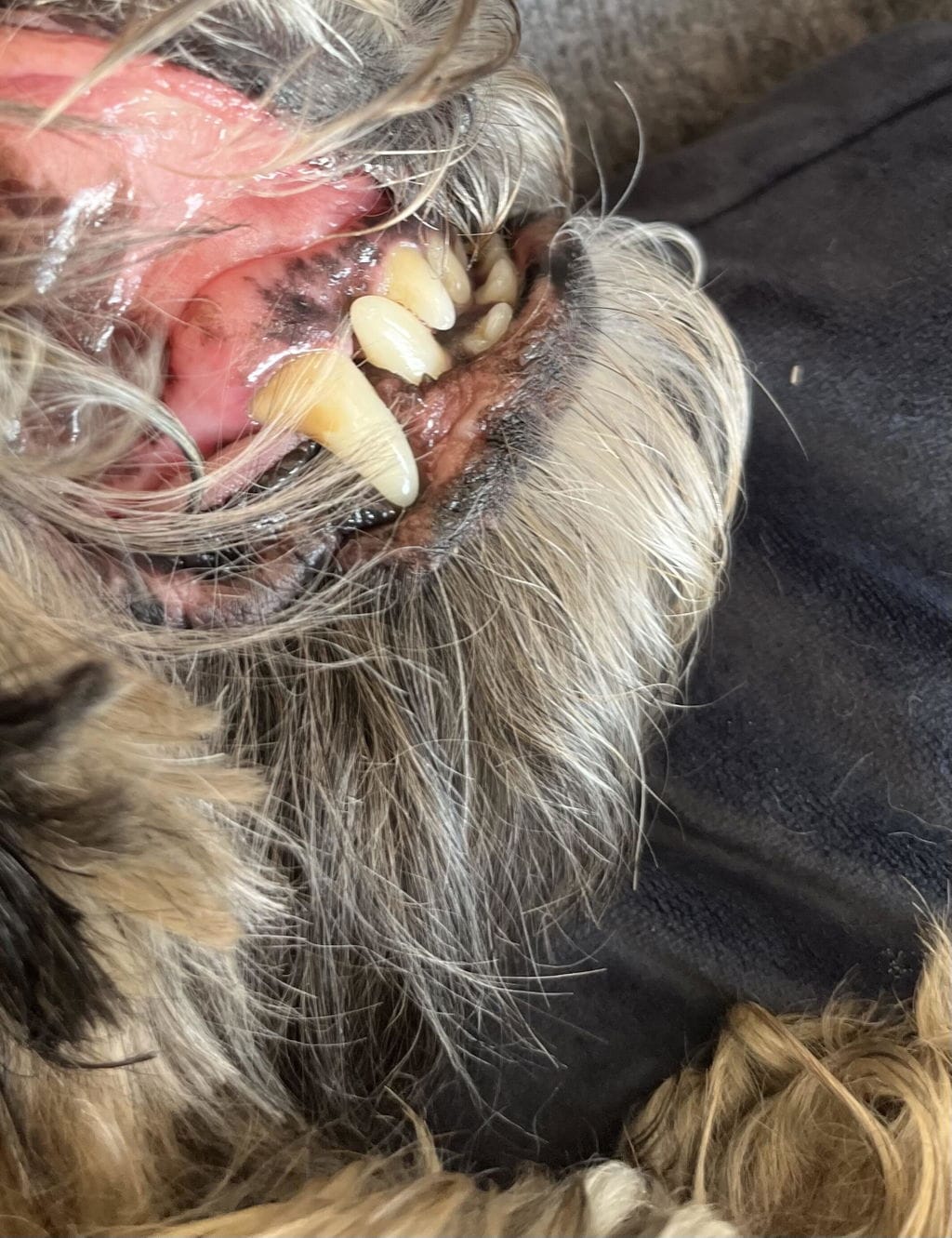 Customer photo review of PearlyPup™ Anti-Tartar Dental Spray for Dogs