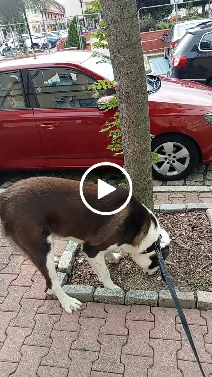 Customer video review of Smycz dla psa z imieniem - Personal Leash