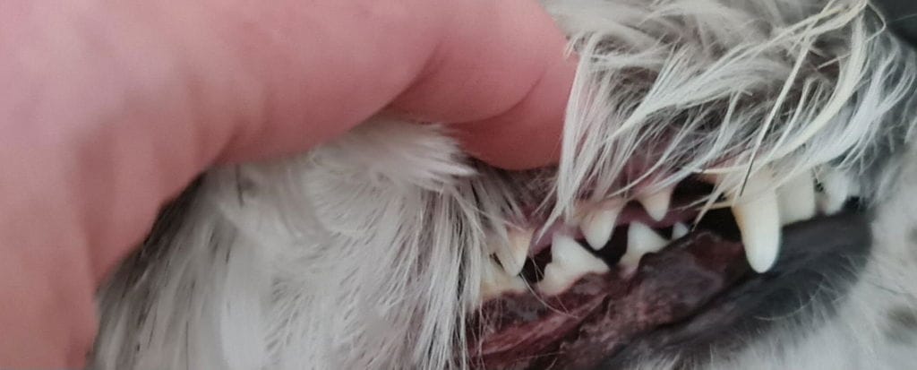 Customer photo review of PearlyPup™ Anti-Tartar Dental Spray for Dogs