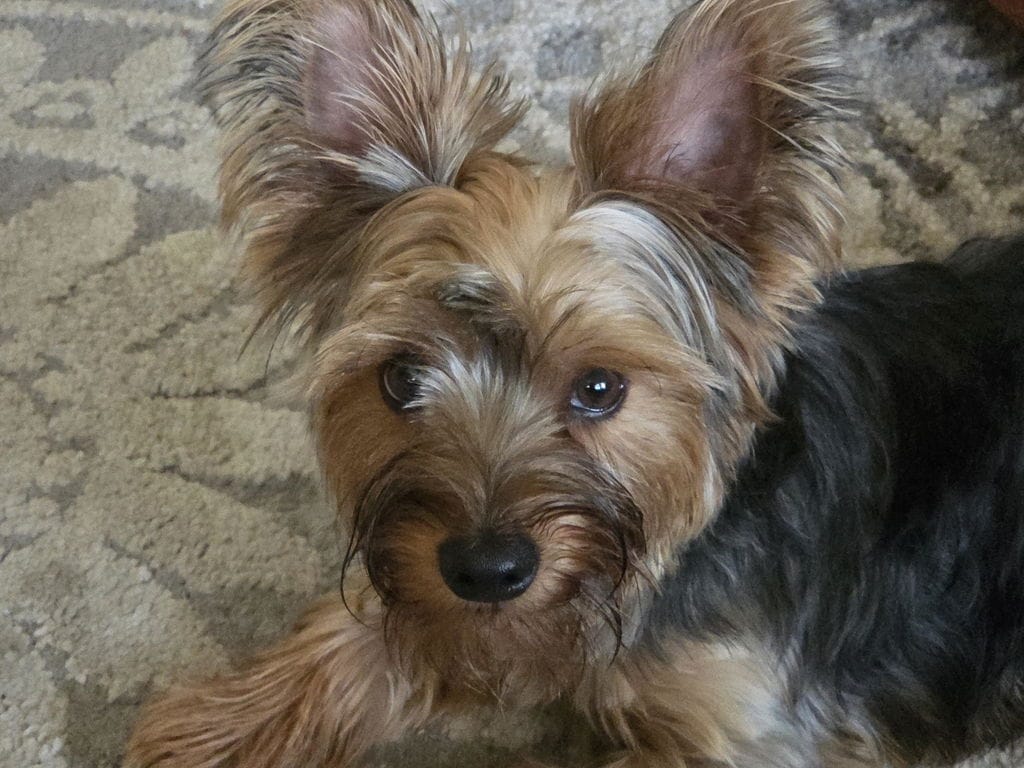 Customer photo review of PearlyPup™ Anti-Tartar Dental Spray for Dogs