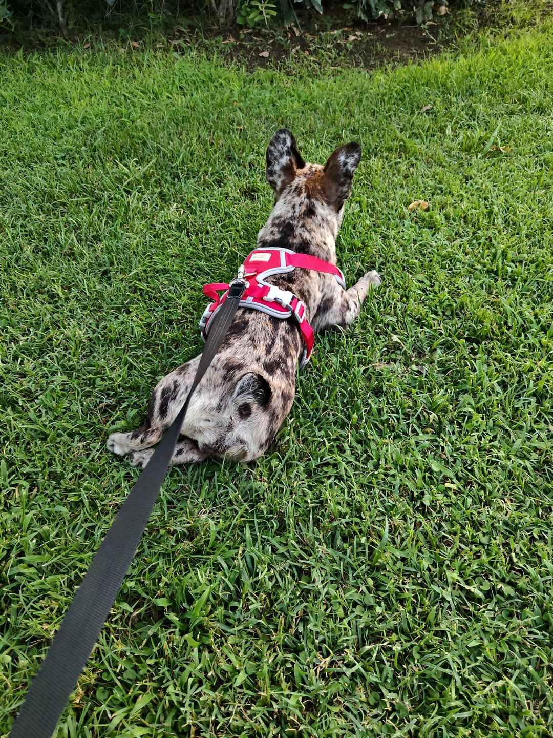 Customer photo review of Pettorina e guinzaglio Sweet Motion
