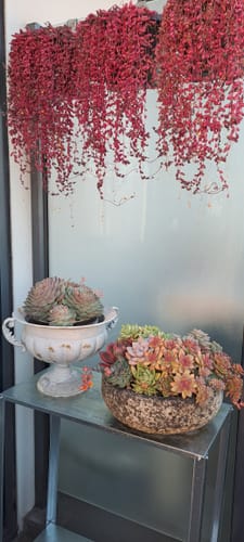 Customer's Fabien French Provincial Compote Urn Planter in distressed antique white, holding a potted plant on a shelf