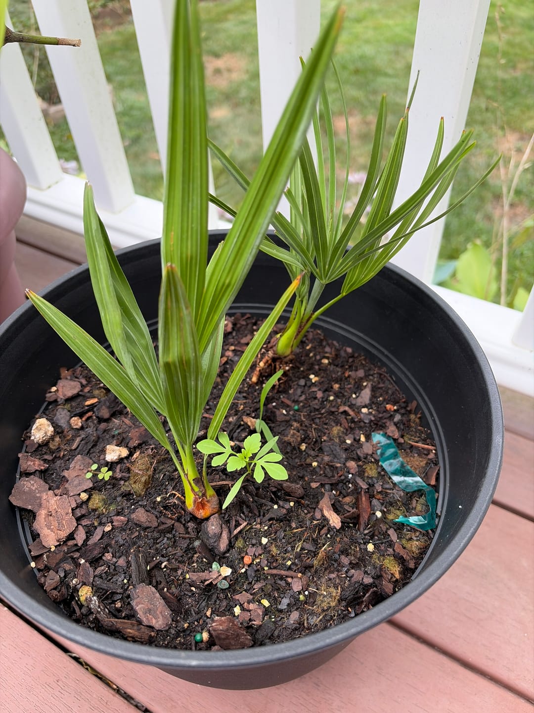 Customer photo review of Silver Saw Palmetto, Georgia Silver