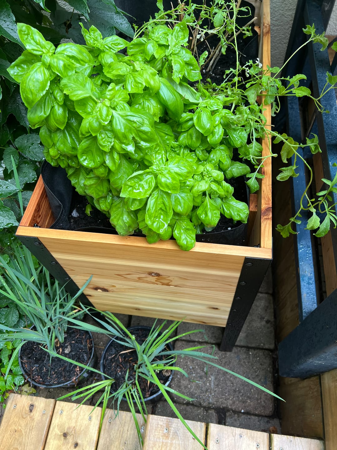 Customer photo review of 18" x 36" Raised Garden Bed - 30" TALL / Garden Grade