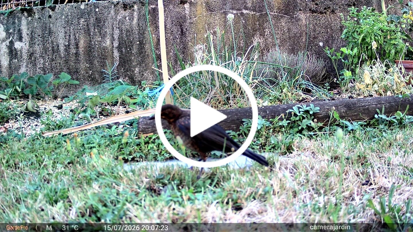 Customer video review of GardePro E8 2.0 Pro Wi-Fi Trail Camera