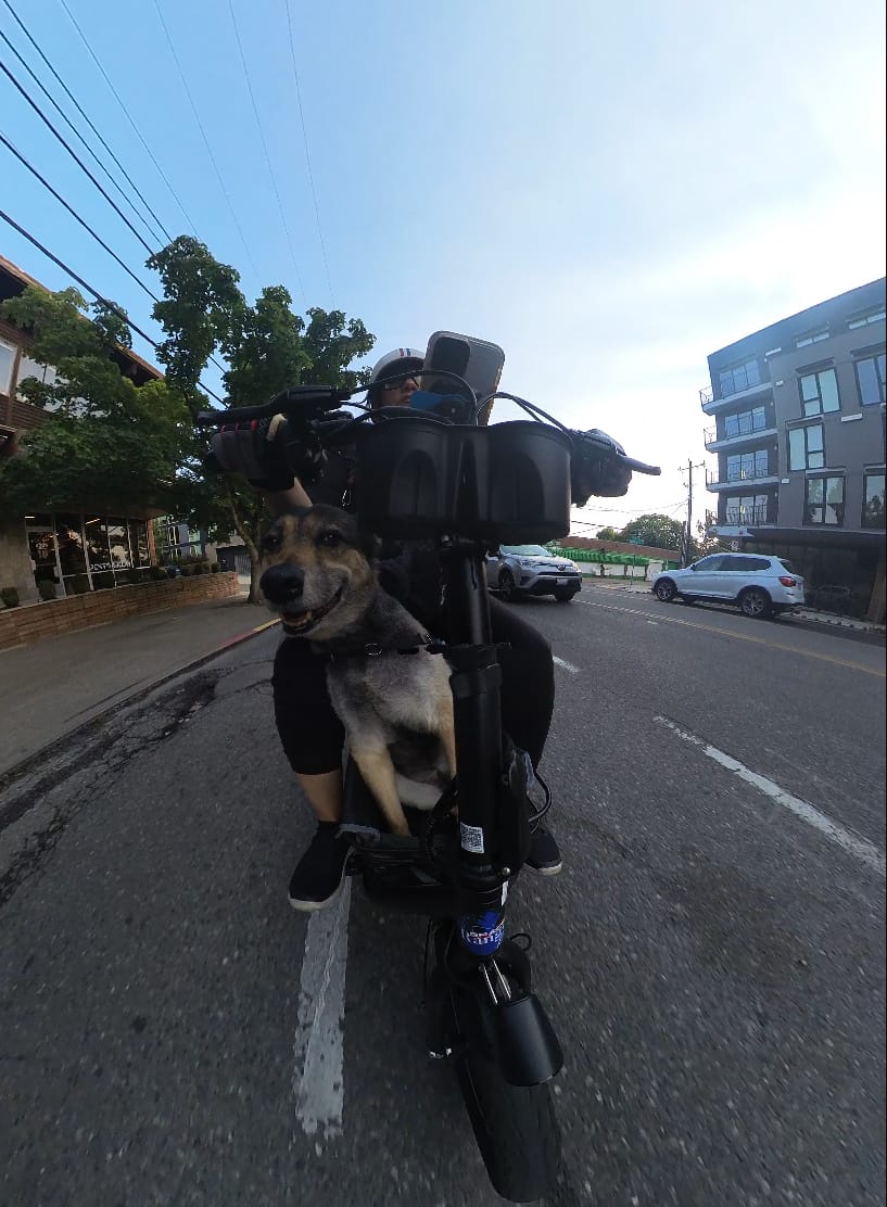 Customer photo review of Gyroor C1Plus 1000W Electric Scooter with Dual Baskets for Pets & Cargo