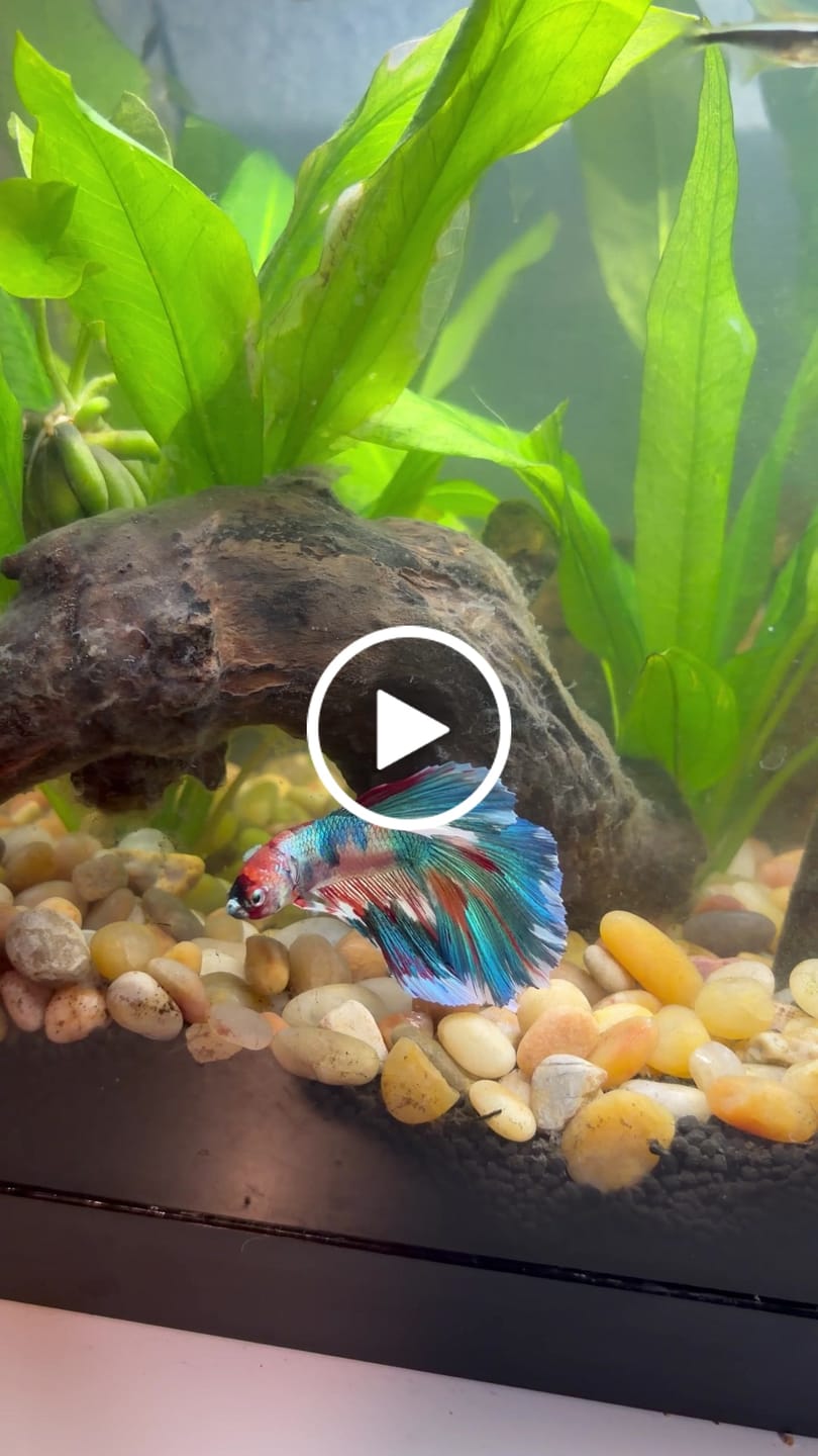 Customer video review of Fancy Halfmoon Male Betta Fish High Grade | Buy 4 Get 1 Free | Mystery Betta
