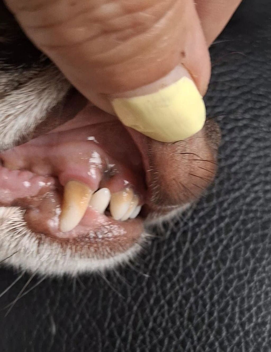 Customer photo review of PearlyPup™ Anti-Tartar Dental Spray for Dogs
