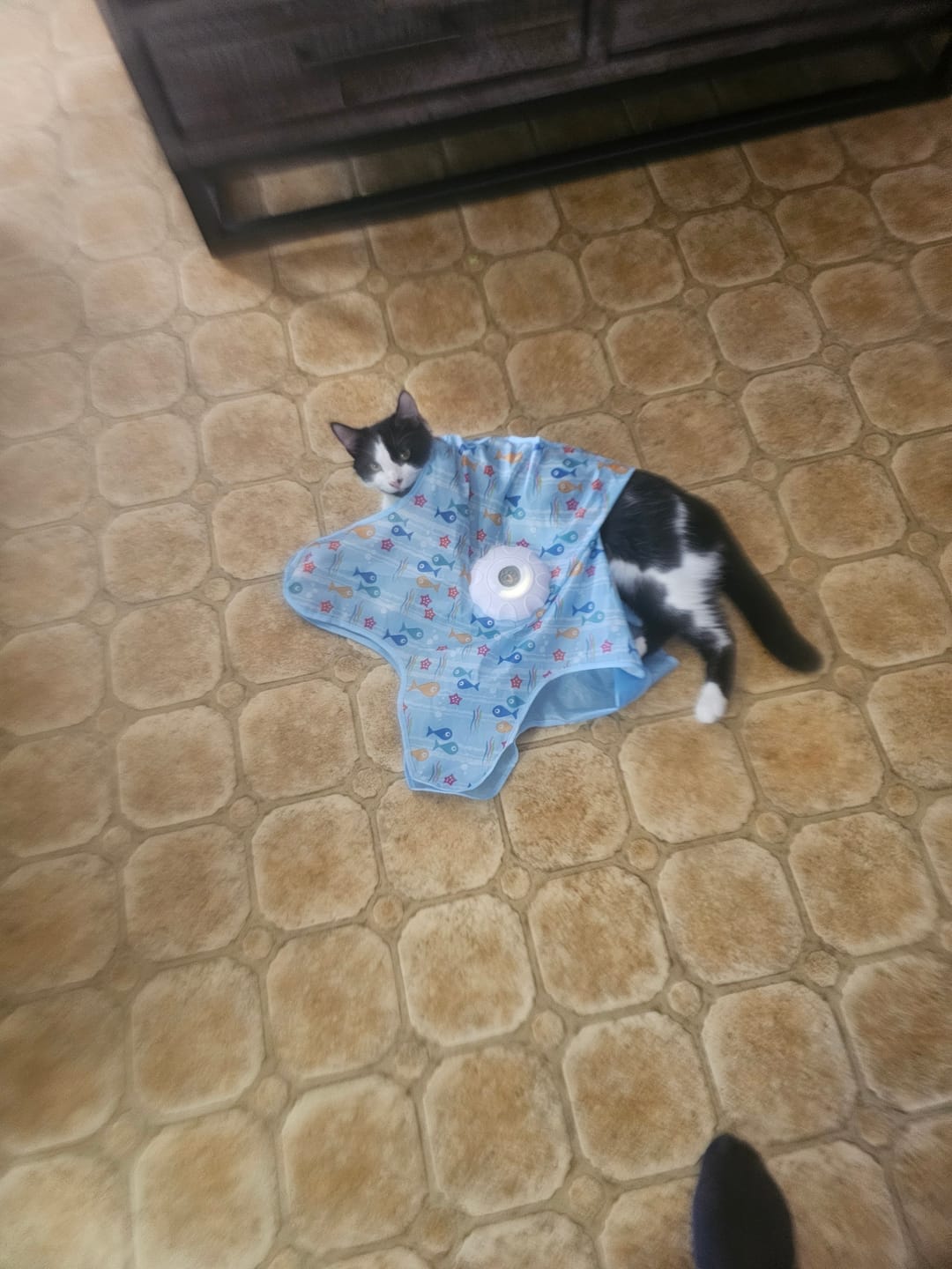 Customer photo review of PEEKY TAIL 2.0