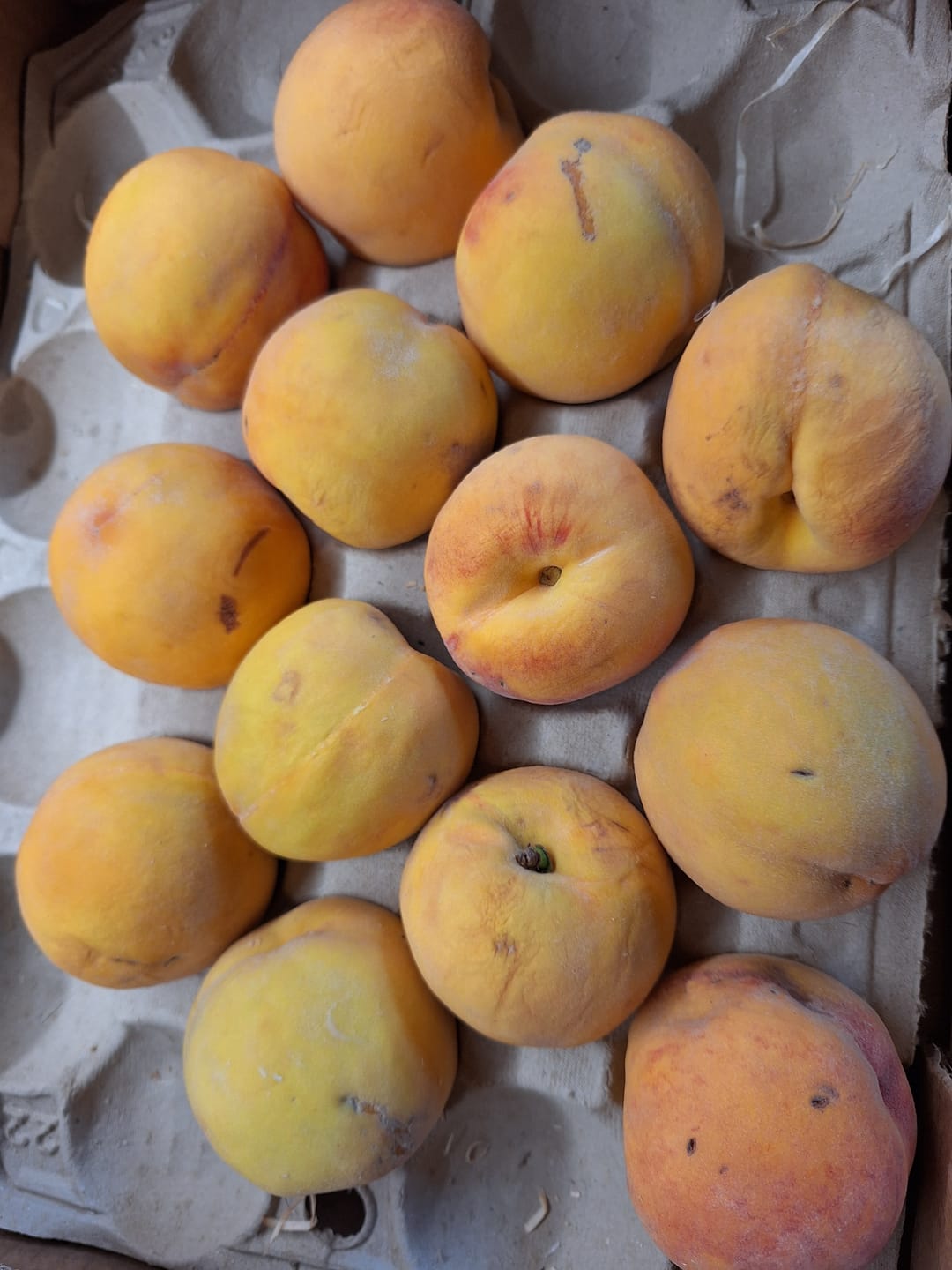 Customer photo review of Pfirsich-Delikatesse "Percoca" Bio von Familie Candela