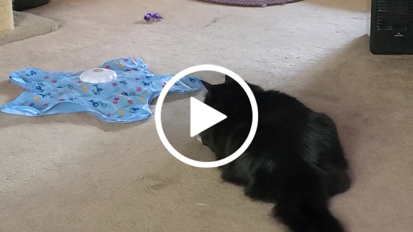 Customer video review of PEEKY TAIL 2.0