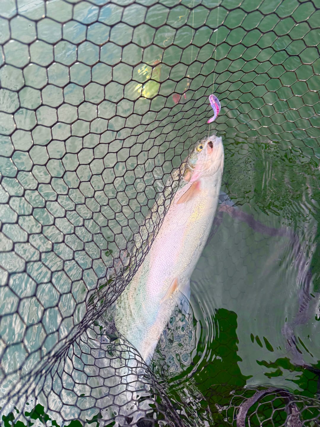 Customer photo review of TKO
