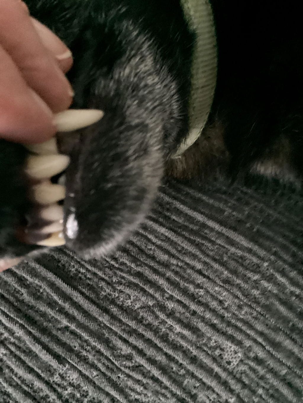 Customer photo review of PearlyPup™ Anti-Tartar Dental Spray for Dogs