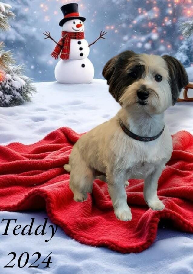 Customer photo review of PearlyPup™ Anti-Tartar Dental Spray for Dogs