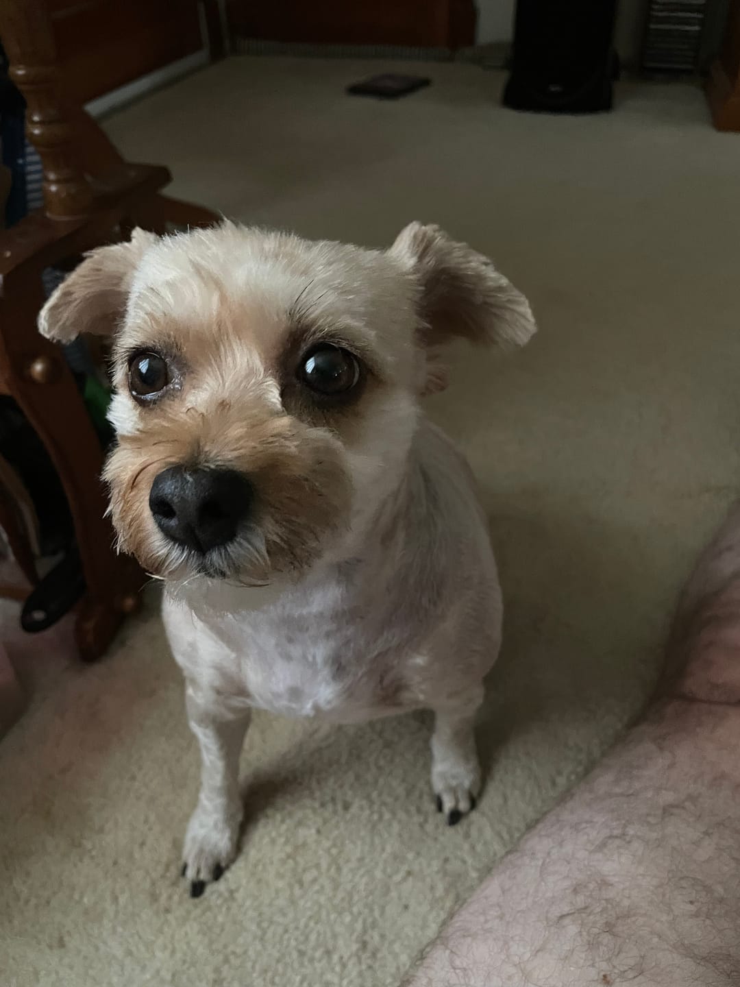 Customer photo review of Freeze-Dried Beef Liver Treats
