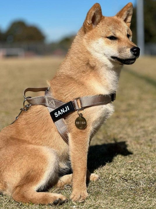 Customer photo review of SafeWalk® Chest-Clip Dog Harness