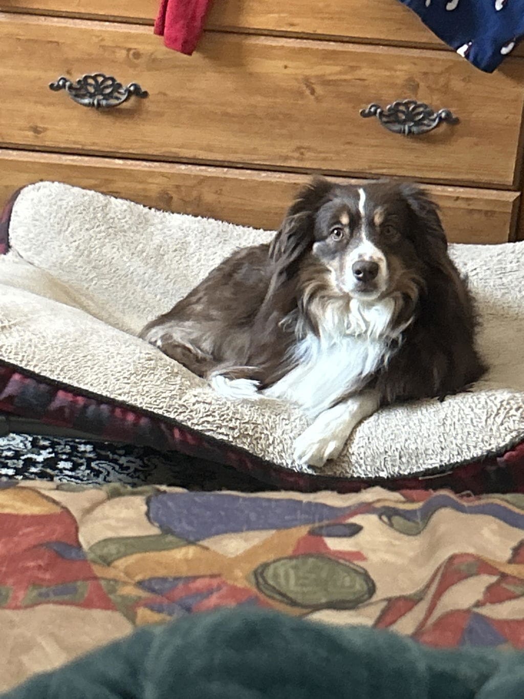 Customer photo review of PearlyPup™ Anti-Tartar Dental Spray for Dogs