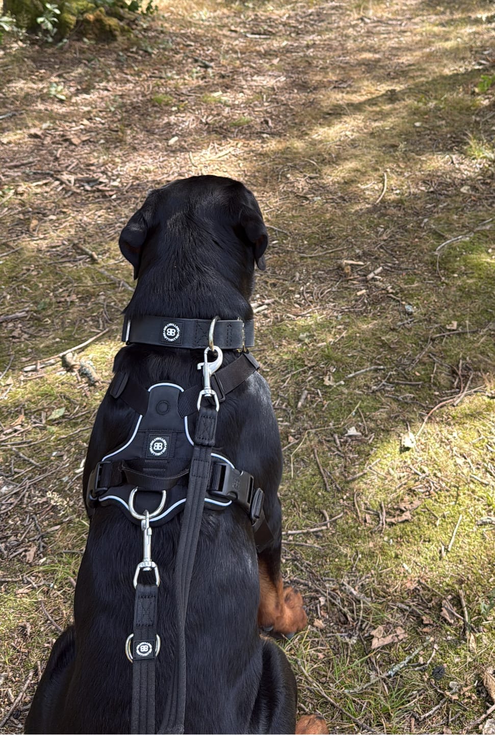 Customer photo review of 4cm Combat Billowthane® Collar | Waterproof - Platinum