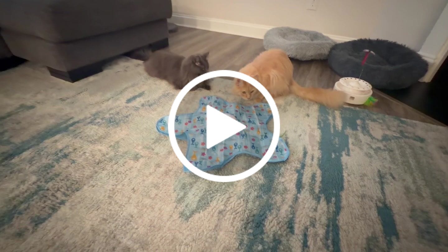 Customer video review of PEEKY TAIL 2.0