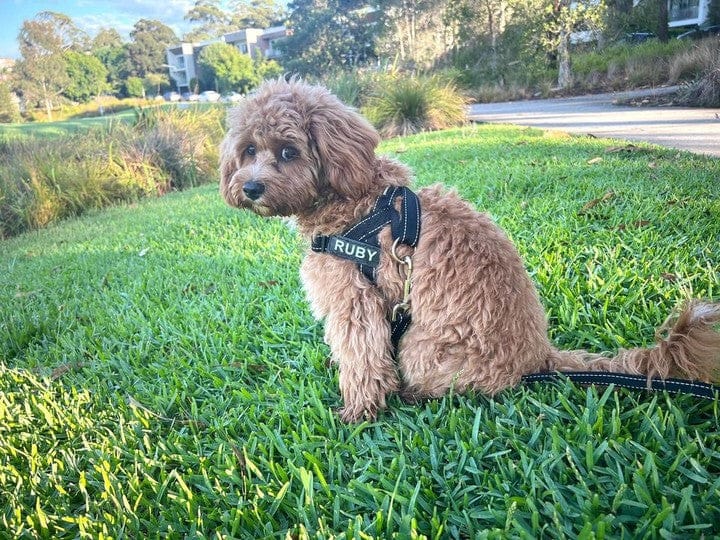 Customer photo review of SafeWalk® Chest-Clip Dog Harness