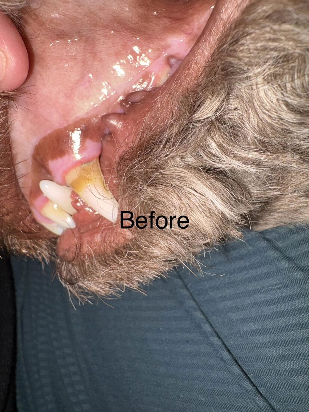 Customer photo review of PearlyPup™ Anti-Tartar Dental Spray for Dogs