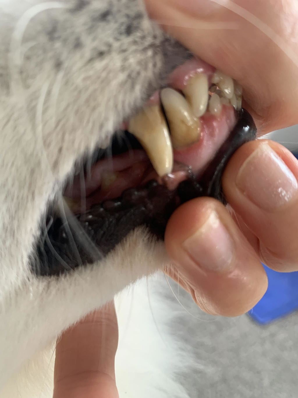 Customer photo review of PearlyPup™ Anti-Tartar Dental Spray for Dogs