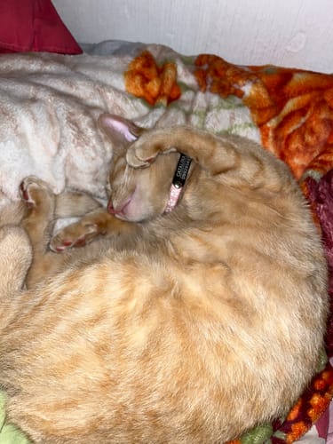 Customer photo review of Collar Remachado (Gato)