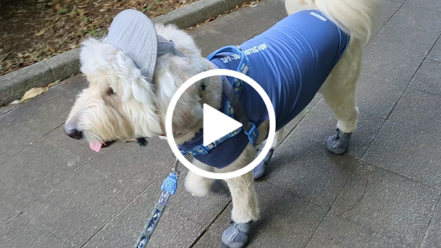 Customer video review of Spark Paws 365 -  The All-Season Dog Shoes
