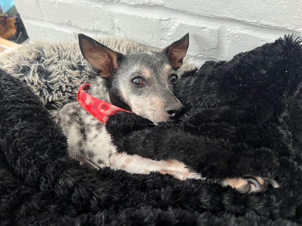 Customer photo review of PearlyPup™ Anti-Tartar Dental Spray for Dogs