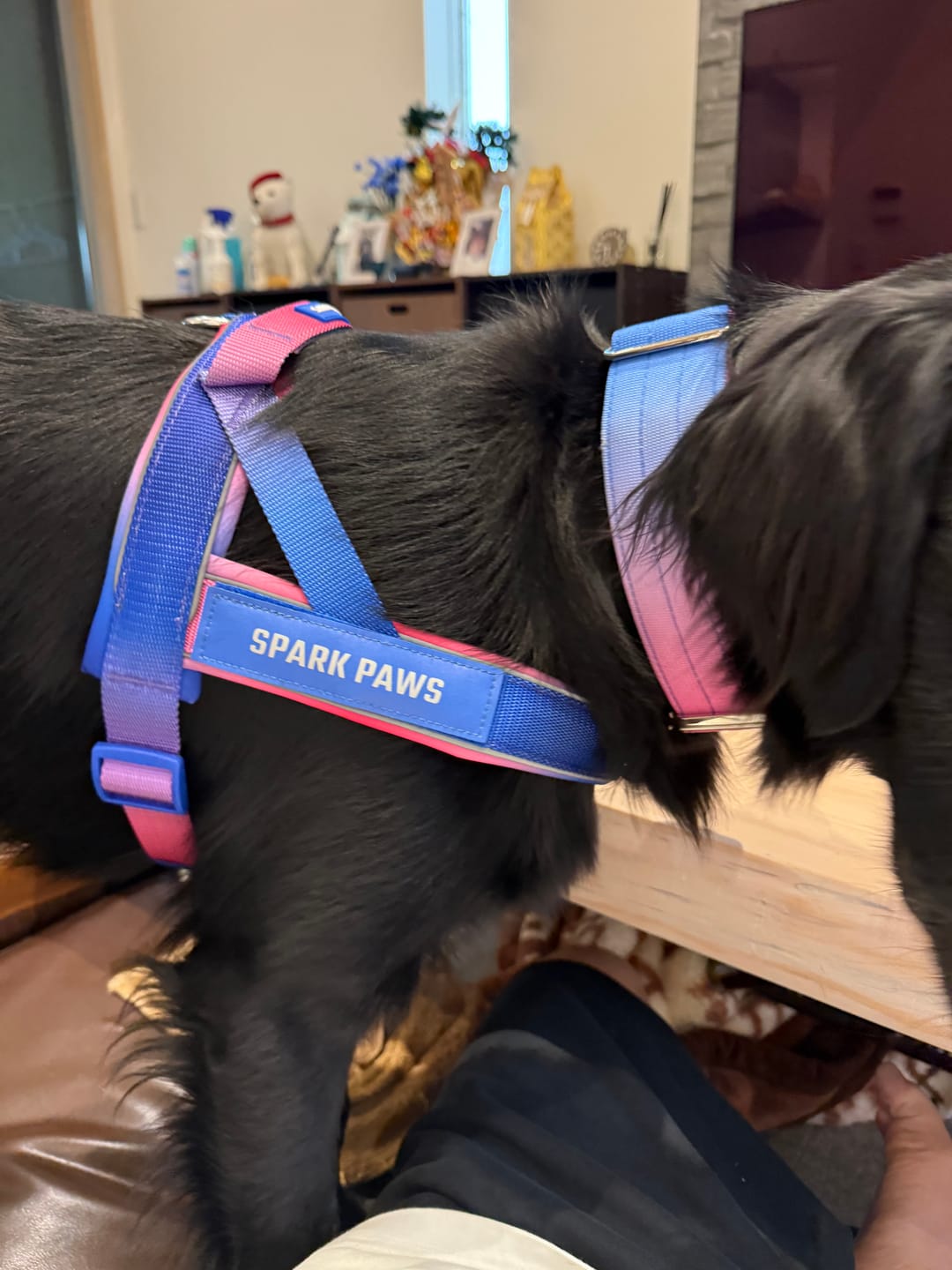 Customer photo review of Grab & Go Harness