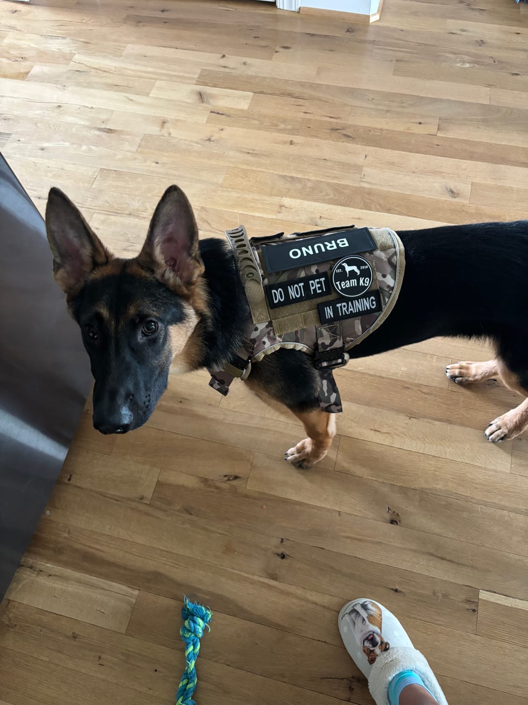 Customer photo review of Team K9® Custom Harness Patch (Printed Pair)