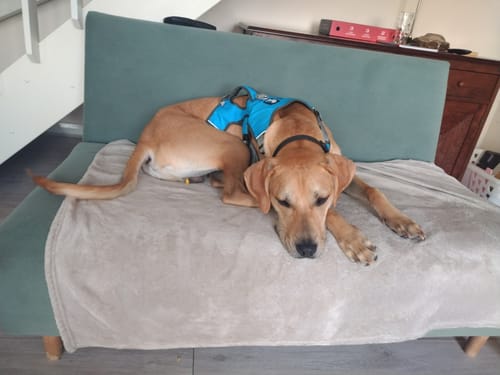Customer photo review of Escape proof Harness (3 Strap)