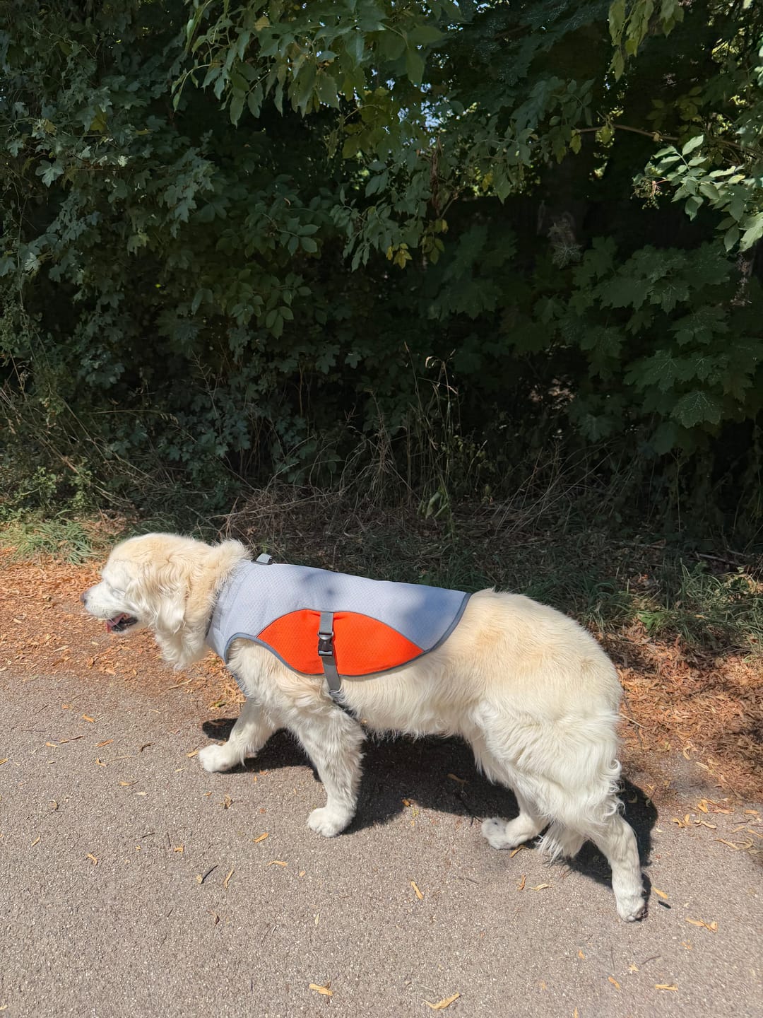 Customer photo review of TruePet Kühlweste Pro™ | Kühlweste & Geschirr in einem | Verdunstungskühlung · Reflektierend · Verstellbar | S–XXXL