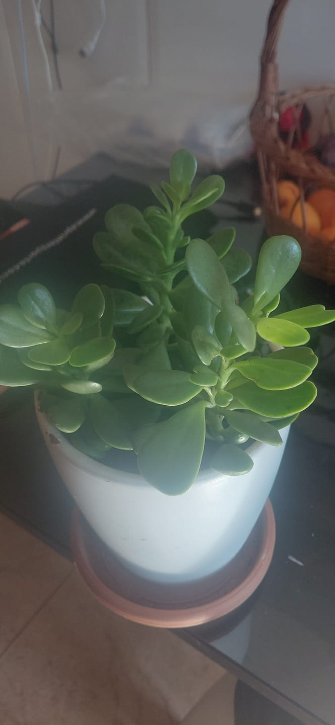 Customer photo review of Aeonium Sedifolium