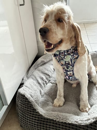 Customer photo review of Disney© Tough Trails™ Harness -  Winnie + Friends