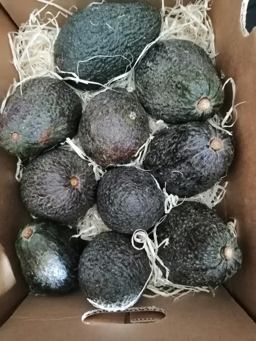 Customer photo review of Avocado Hass & Lamb Hass 15 Monate baumgereift von Julian