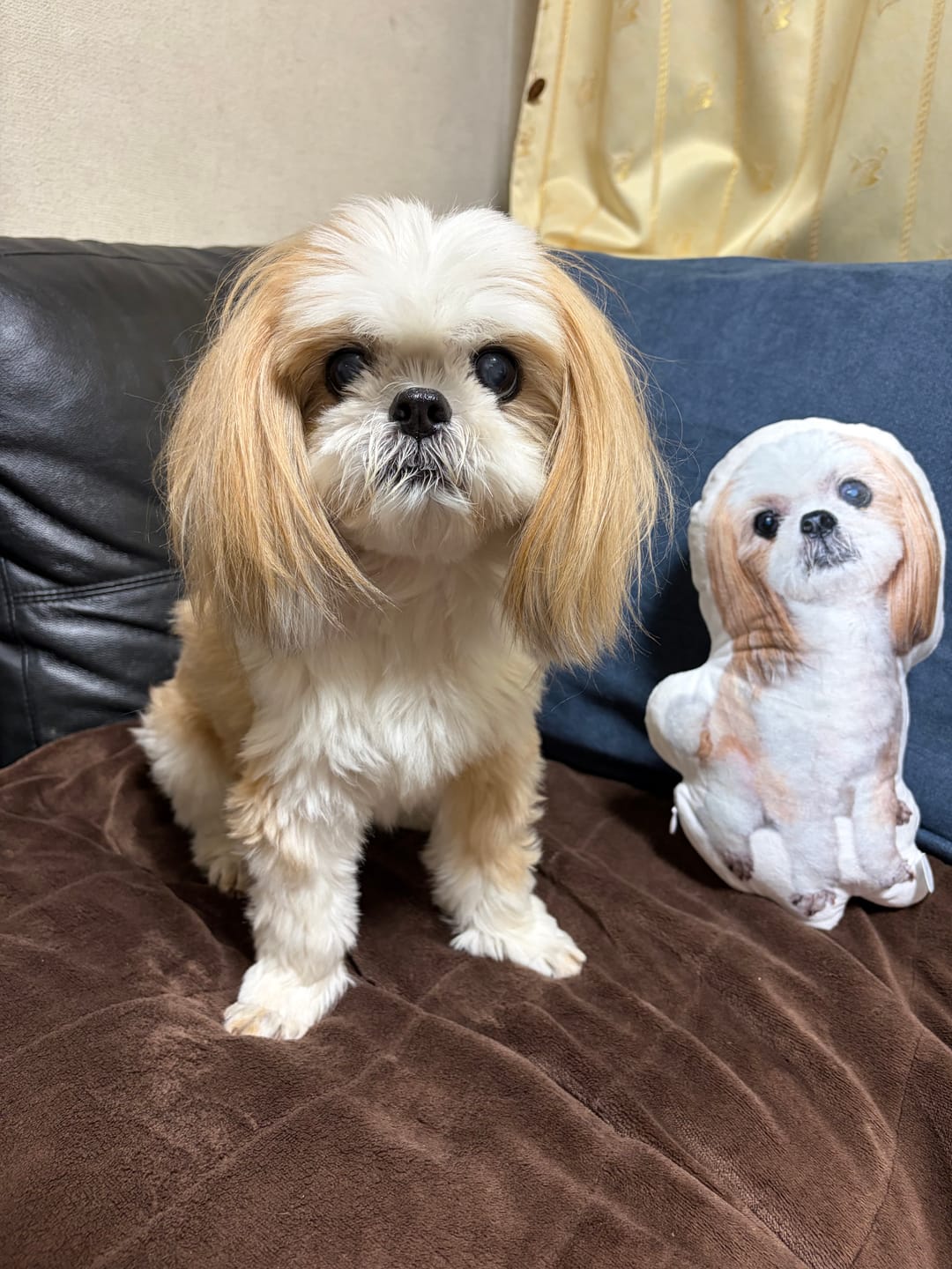 Customer photo review of 【特別会員様限定商品】