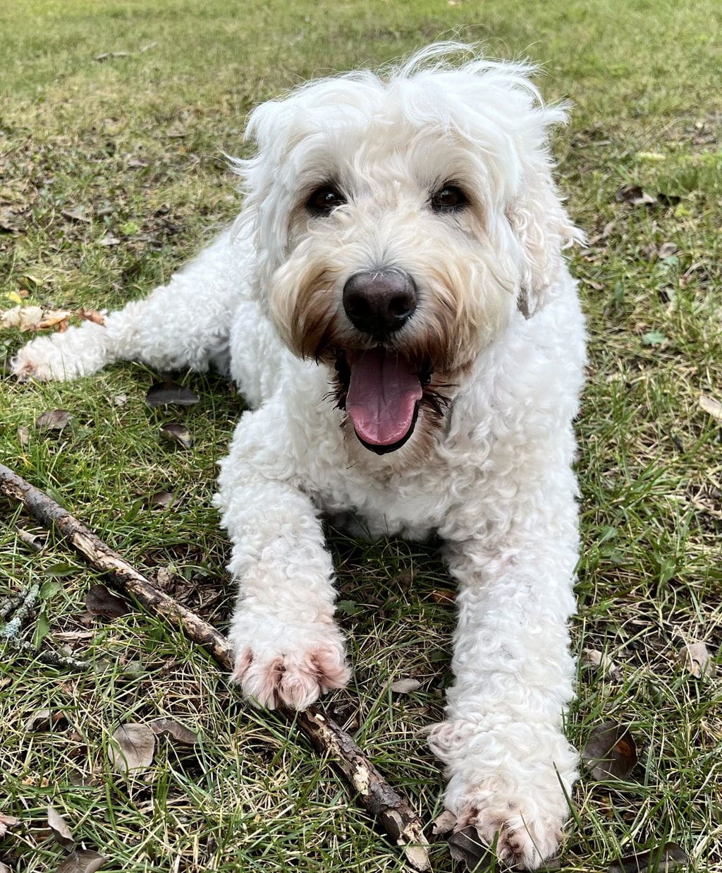 Customer photo review of PearlyPup™ Anti-Tartar Dental Spray for Dogs