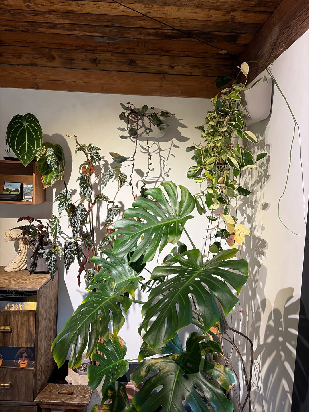 Customer photo review of Eco Stone Wall Planter