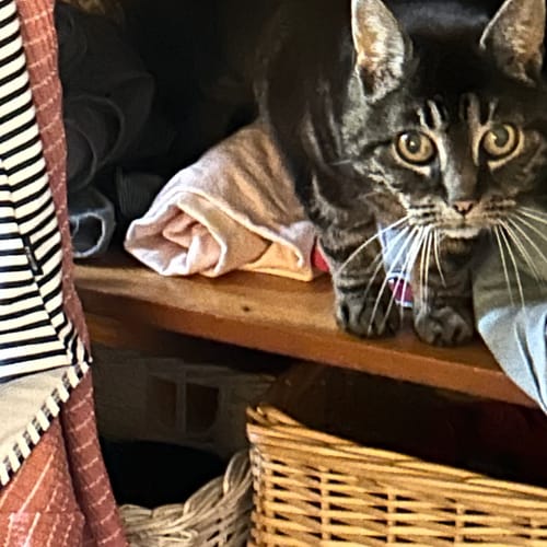 Customer's Papier Toilette Édition BD on a wooden shelf next to a cat.