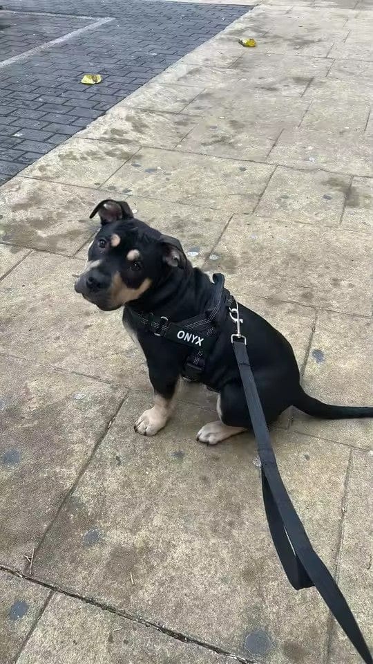 Customer photo review of SafeWalk® Chest-Clip Dog Harness