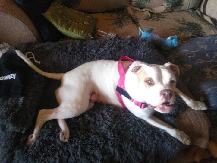 Customer photo review of SafeWalk® Chest-Clip Dog Harness
