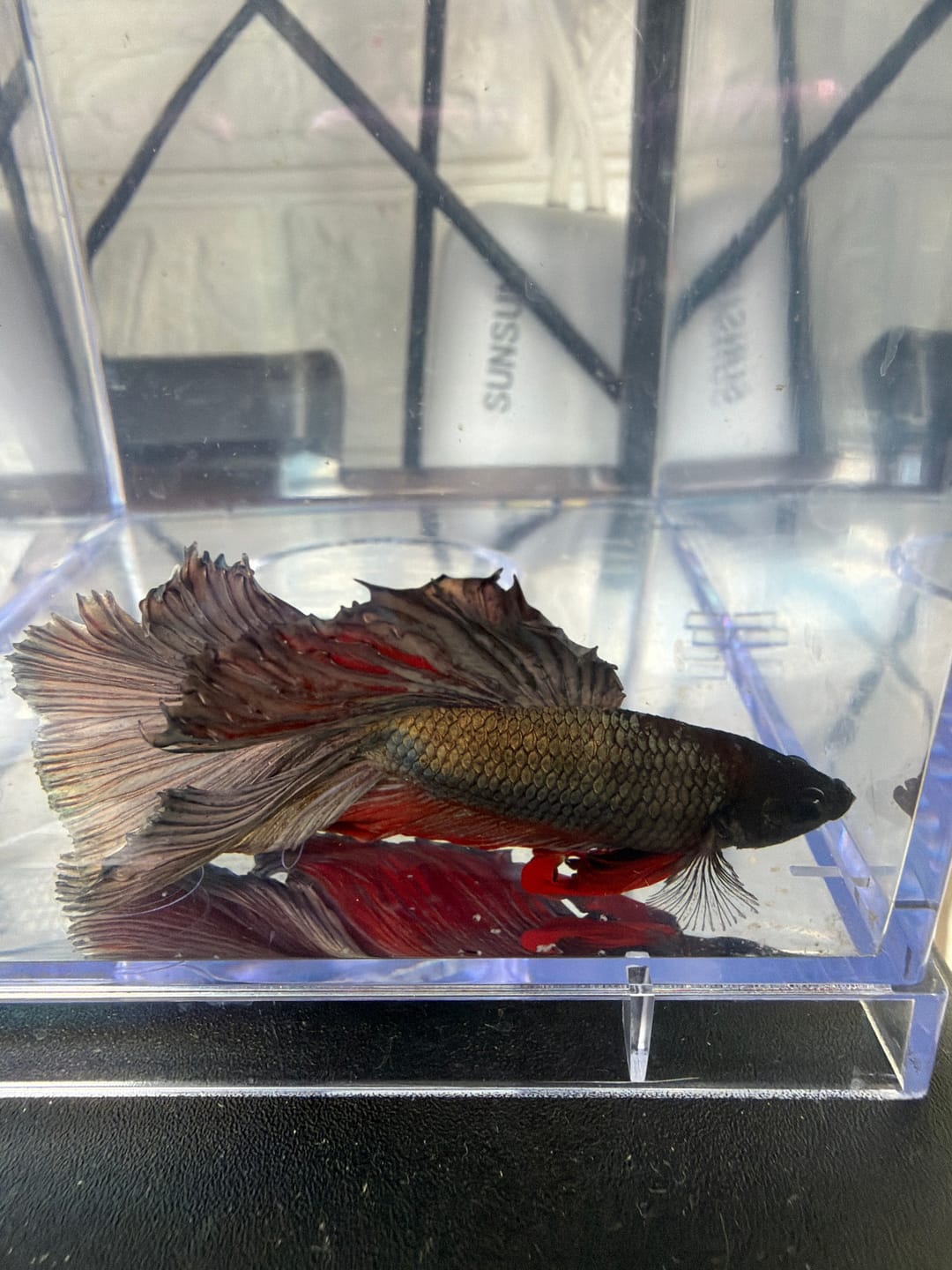 Customer photo review of Copper Steel Halfmoon Male Betta Fish