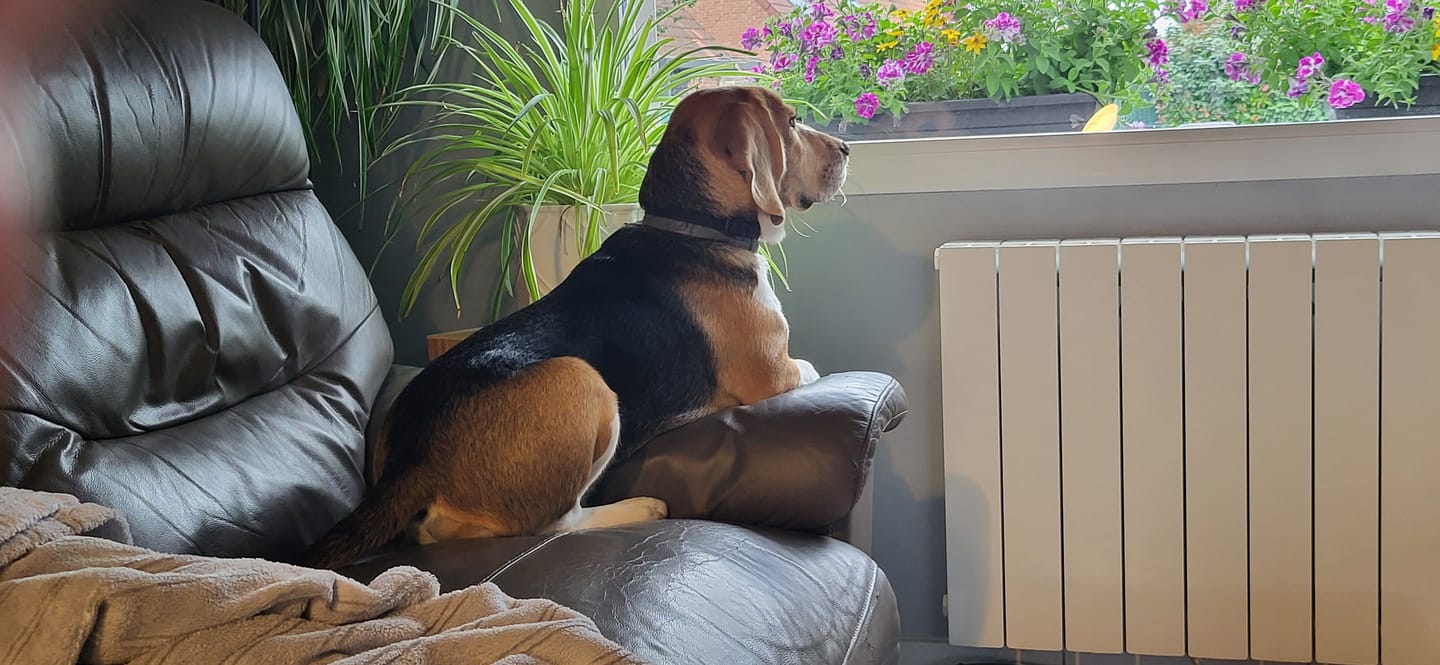 Customer photo review of Shampoing Sans Rinçage - Apaisant pour chien 🏔️