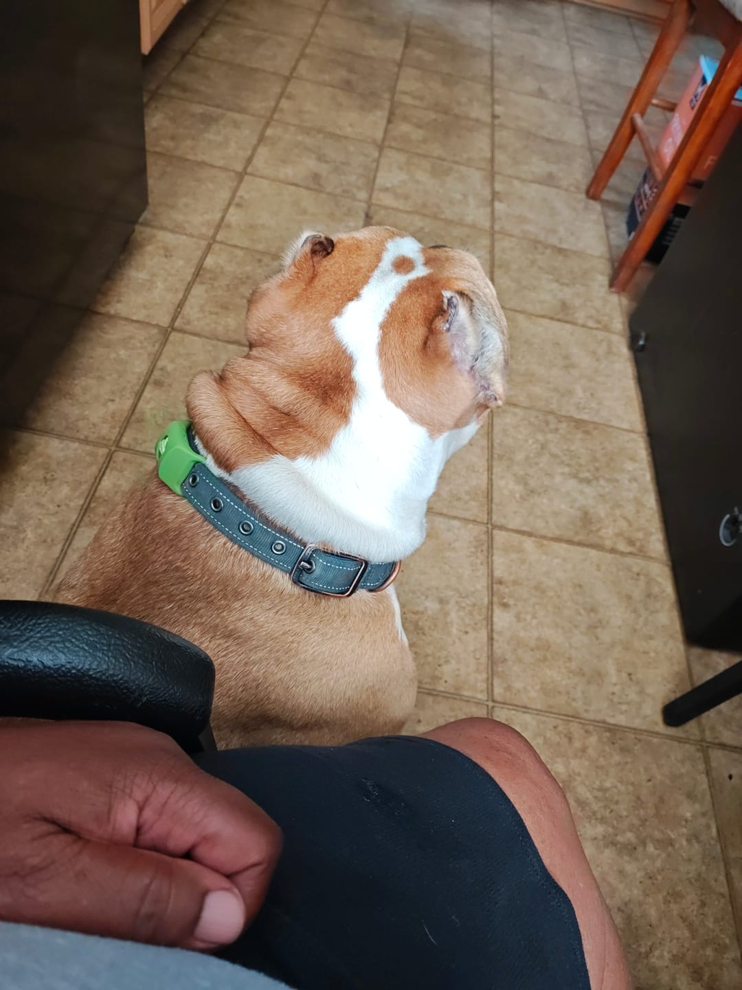 Customer photo review of FurLife™ 12 Months Flea and Tick Free