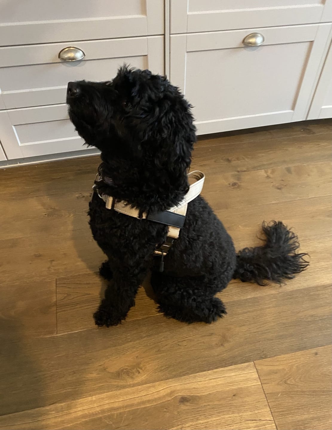 Customer photo review of SafeWalk® Chest-Clip Dog Harness