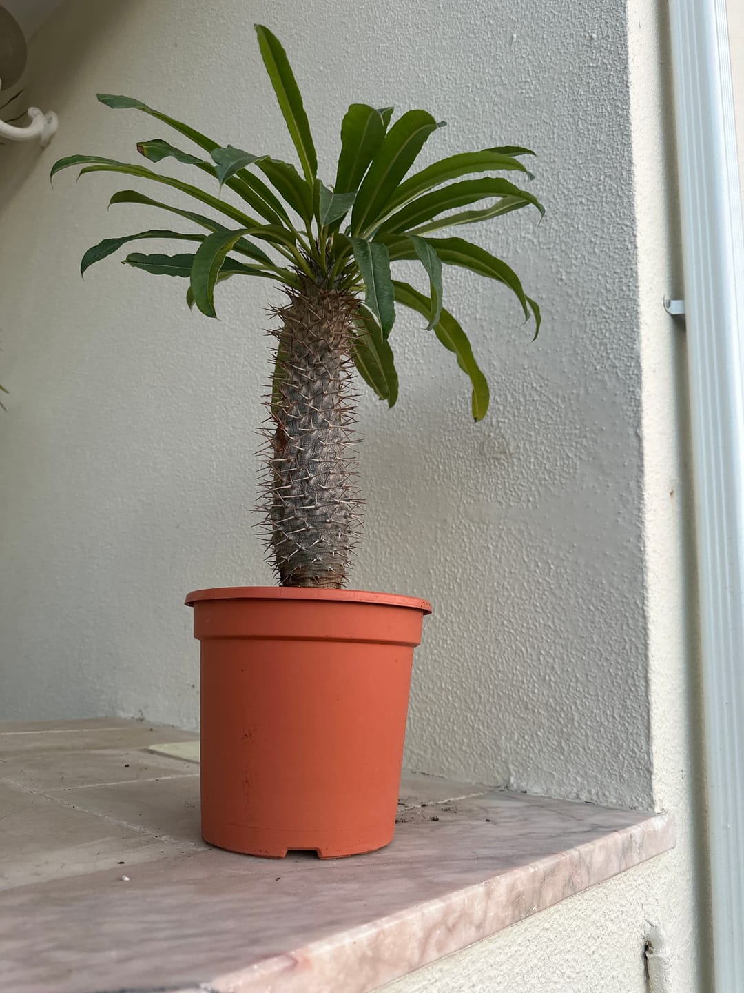 Customer photo review of Pachypodium lamerei 30cm de altura de tronco, palmeira de Madagascar